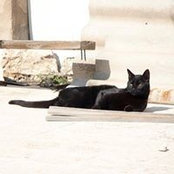 Rona Kulback's photo