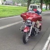 キタガワマモルs billede