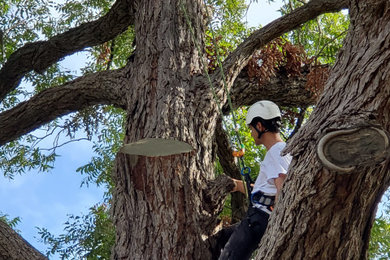 Tree Preservation Project