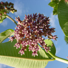 milkweed