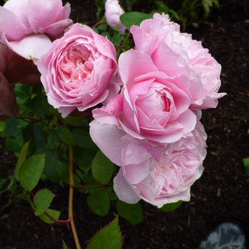 Large Hampshire Garden