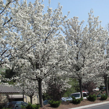 Flowering pear trees with good structure and health condition. San Jose, CA.