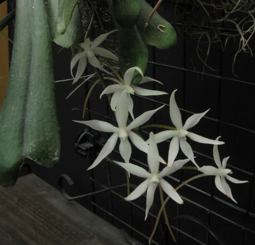 in 6 cm pot Rare Aerangis kirkii orchid plant FS 