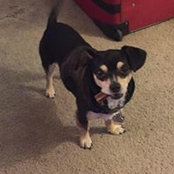anthony cortes's photo