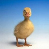 Jessy Duck's photo