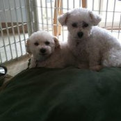 Roseann Lynch's photo