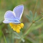 Charlotte Thompson's photo