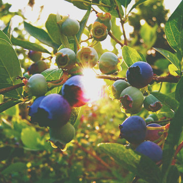 Ornamental edible berries are adding blue tones to landscapes in 2020.