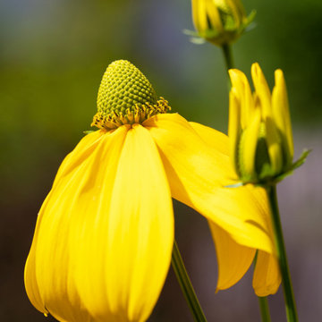 Native plants