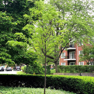 Skyline® Honeylocust