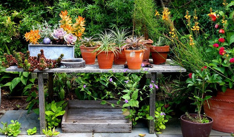 8 Errori da Evitare nella Coltivazione delle Piante in Vaso