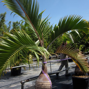 Tropical Accent Plants
