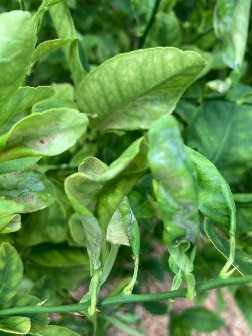 key lime tree problems