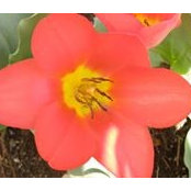 Tiffany Penrose's photo