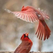 Betsy Schillers foto