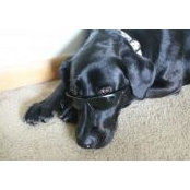 Dave Hubble's photo