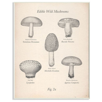 Edible Wild Mushrooms Vintage Drawing Design, 13"x19"