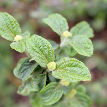 Red Twig Dogwood (Cornus)