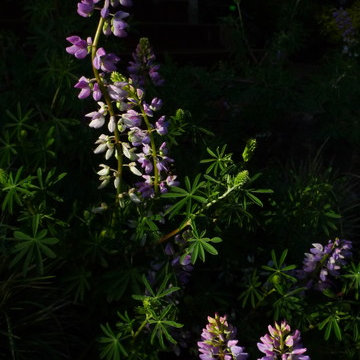 Piedmont front garden