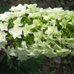 Gatsby's Star&trade; Oakleaf Hydrangea - Plants