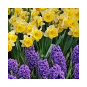 Photo de jdaffodil