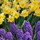 jdaffodil