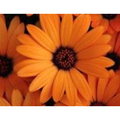 Sharon Gavala's photo