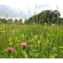 LVIA - Wildflower Meadow Creation for Breeam Ecology and Mitigation