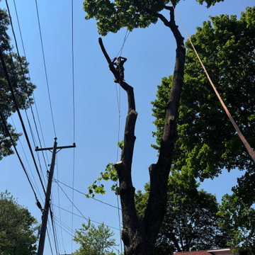 Professional Tree Trimming and Safe Branch Reduction