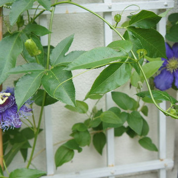 Great Plant Combos