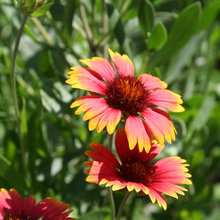 Garden flowers & designs