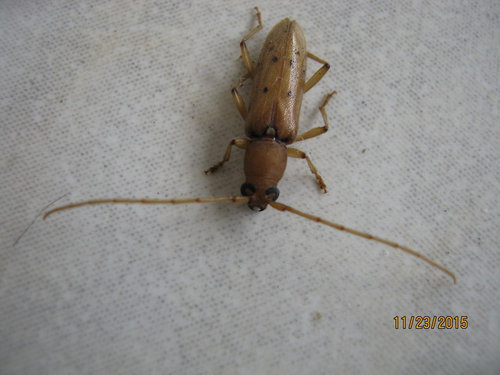 Brown Beetle With Black Spots