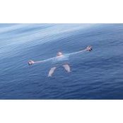 Mike Anuci's photo