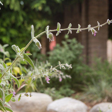Chaparral and Coastal Sage Garden