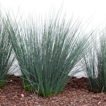 California Native Juncus Patens