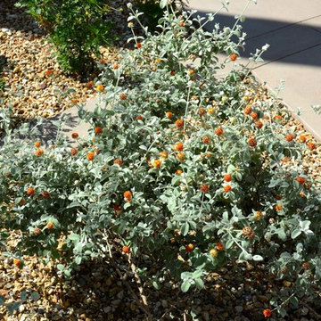 Great Design Plant: Woolly Butterfly Bush