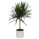 Scape Supply - Live 4' Tarzan Standered Package, White - The Tarzan standard package includes a 4 foot Dracaena Tarzan grown with one main branch and a bushy top making a great tree looking option.  The Tarzan is similar to a Marginata with thin spikey leaves and a woody trunk.  They do great with low water and like a medium lit area.  They are easy to maintain and care for and extremely tolerant to a  non plant person.  The package includes our commercial grade planter in a color of your choice, deep dish saucer, and moss covering. The Tarzan lends a nice addition to a modern or southwest interior design style.  The bush top helps to give it some volume and fills a space similar to a medium sized tree.   The live tropical plant will arrive cleaned and ready for display in its' new home.