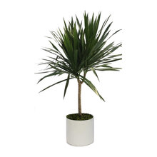 plants