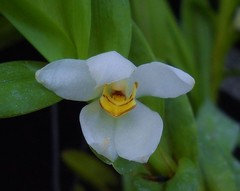 Maxillaria camaridii