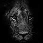 Frank Steffen's photo