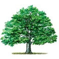 Southern Hardwood's profile photo