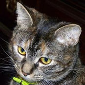 Patti Cavanaugh's photo