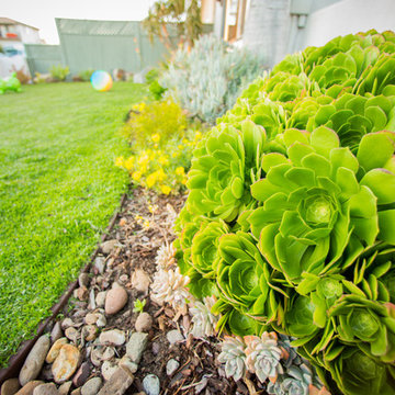 Child friendly drought tolerant front yard