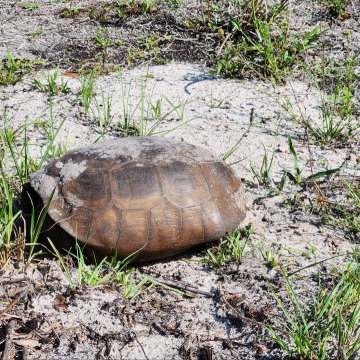 Gopher Tortoise Relocation