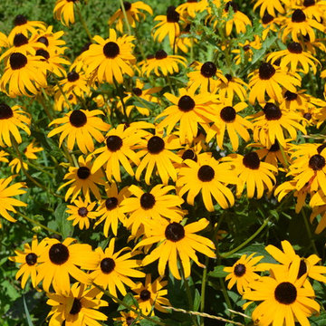 Black Eyed Susan