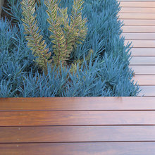 contrasting plant color and shape
