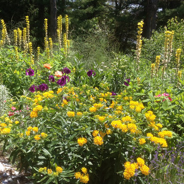 Native Plants in Herbaceous border: Carolina Lupine and Butterfly Weed