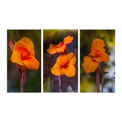 Canna Series - Fine Art Prints
