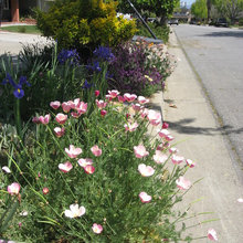 Curbside garden