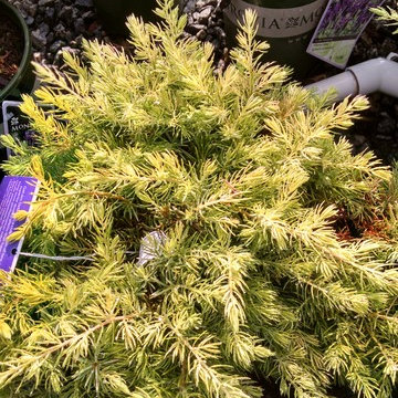 Pool plant ideas